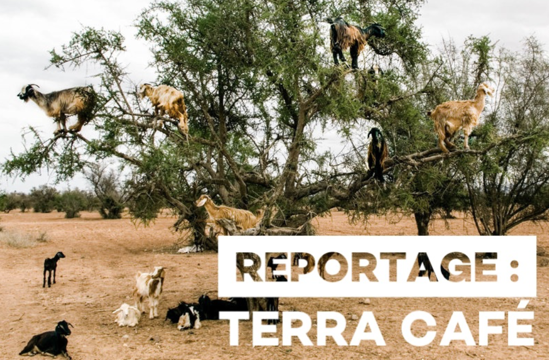 Reportage : Terra Café
