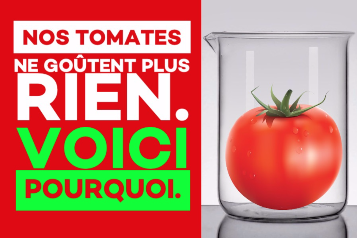 Les tomates ne goutent plus rien. Voici pourquoi.