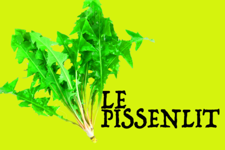pissenlit